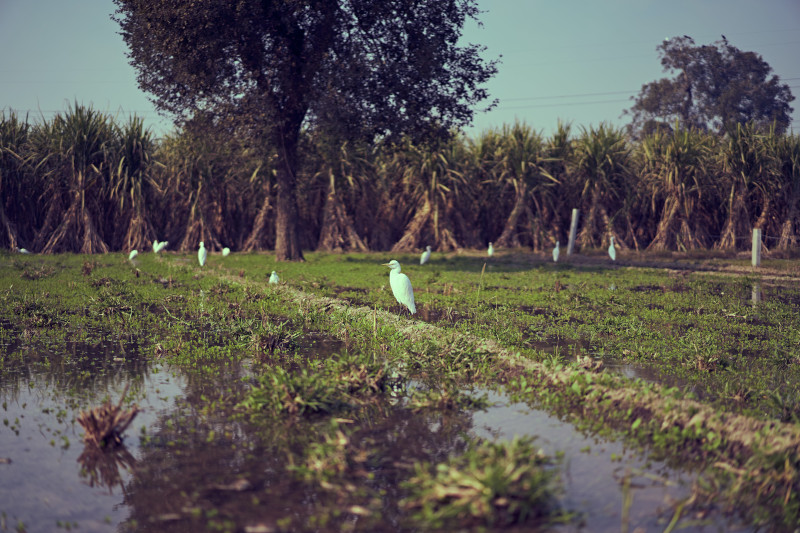 Irrigation Techniques for Sustainable Agriculture