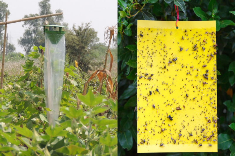 Pheromone Traps - Traps for Greenhouse Insects - Harvesso