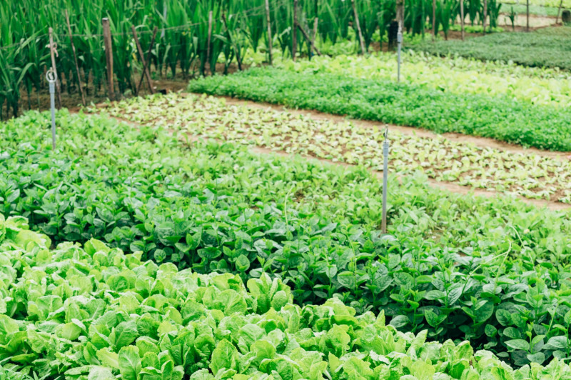 Plantation Techniques in Organic Farming