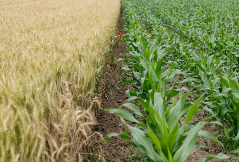 types-approaches-of-organic-farming-zimi-organics