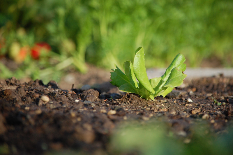 Weed Control in Organic Farming